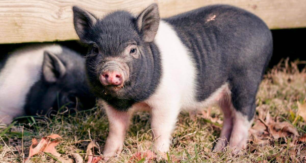 Pig at Sanctuary