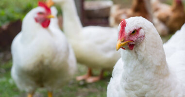 Portrait of white chicken