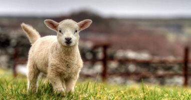 Little lamb walking in pasture