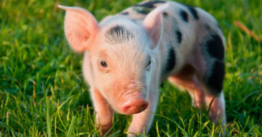 Piglet in grass