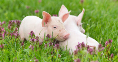 Pigs hugging each other in field