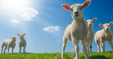 Sheep under blue skies