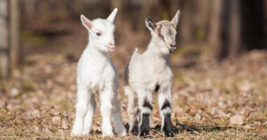 Two Little Goats