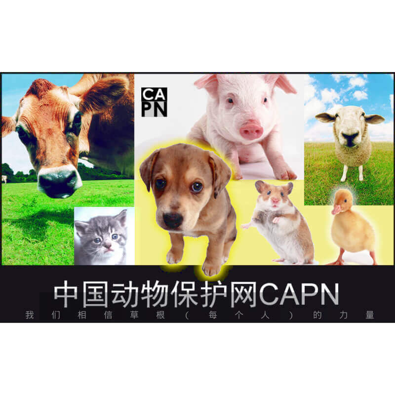 China Animal Protection Network Review | Animal Charity Evaluators