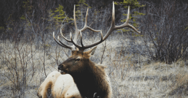 elk in the forest