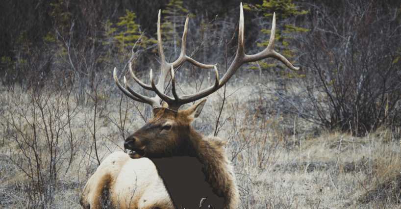 elk in the forest