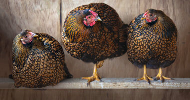 Three Hens