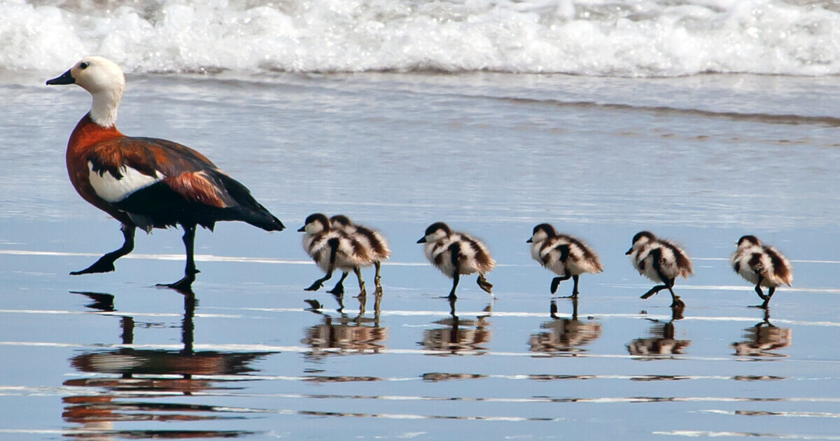 Mother and five baby birds walking along the shoreline