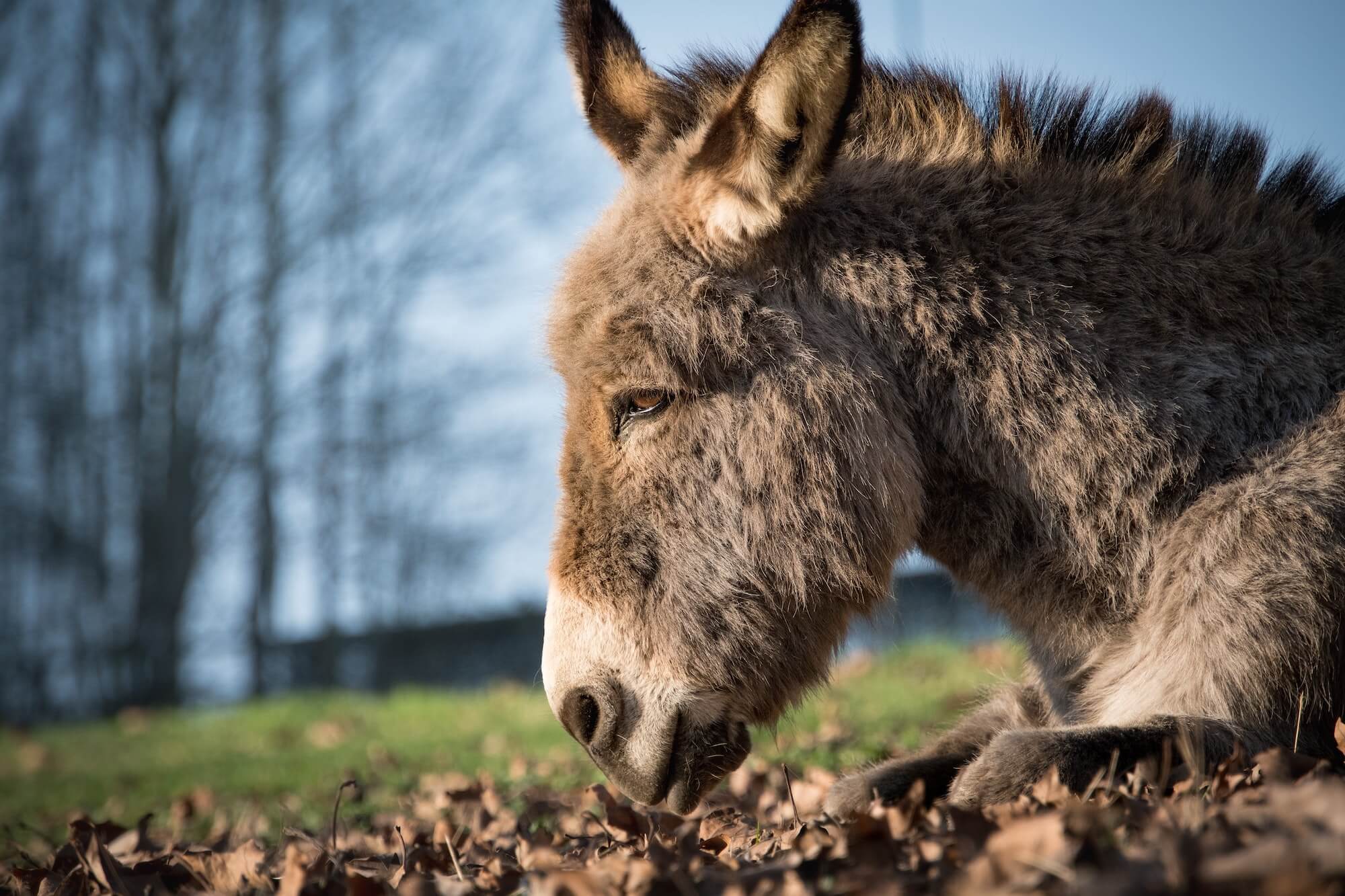 Image of a donkey