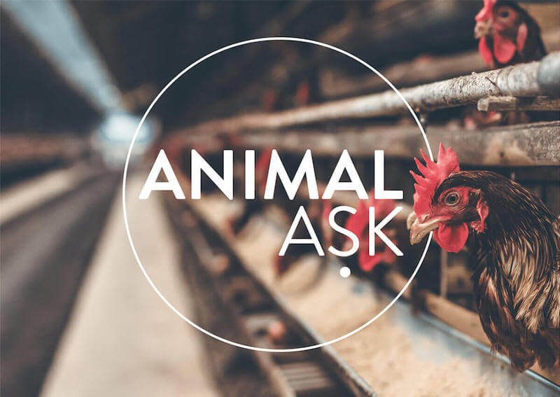 r5 Animal Ask