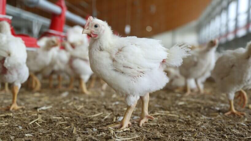 CIWF chicken on farm