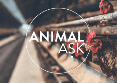 Animal Ask