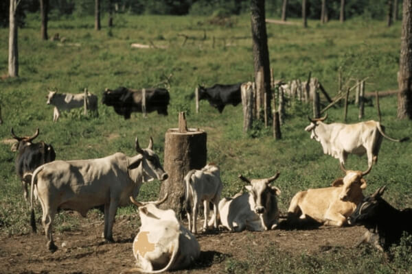 Amazon deforestation for cattle grazing
