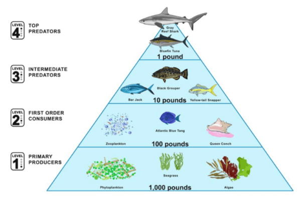 An example marine food pyramid