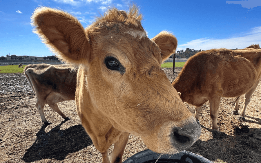 A cow looking straight at the camera.