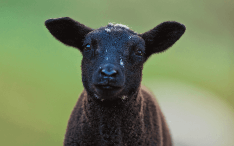 Image: A black lamb looking endearingly at the camera.