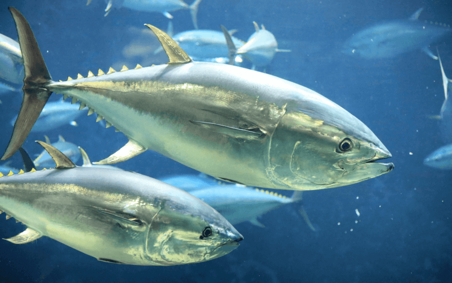 Tuna fish swimming