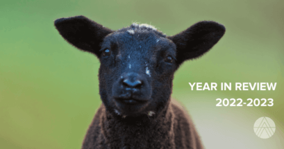 A black lamb looking endearingly at the camera