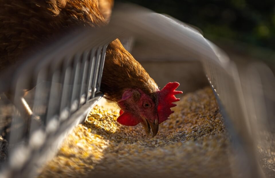 hen in a farm