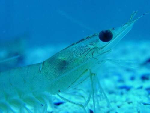 prawn in ocean