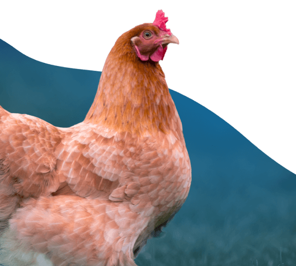 Chicken background image