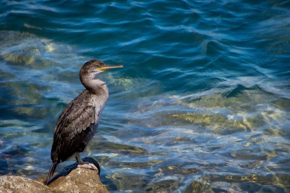 A great cormorant in the wild