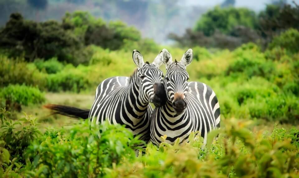 Two zebras in the wild