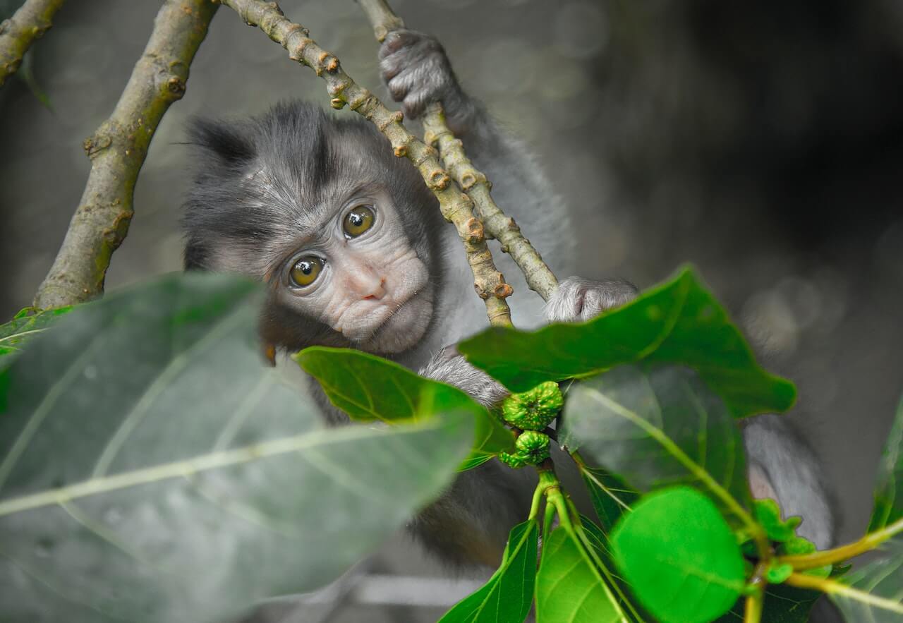 A gray monkey hangs from a tree branch
