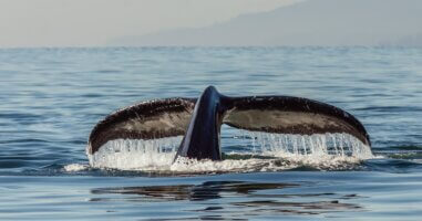 A humpback whale’s tail protrudes from the ocean’s surface