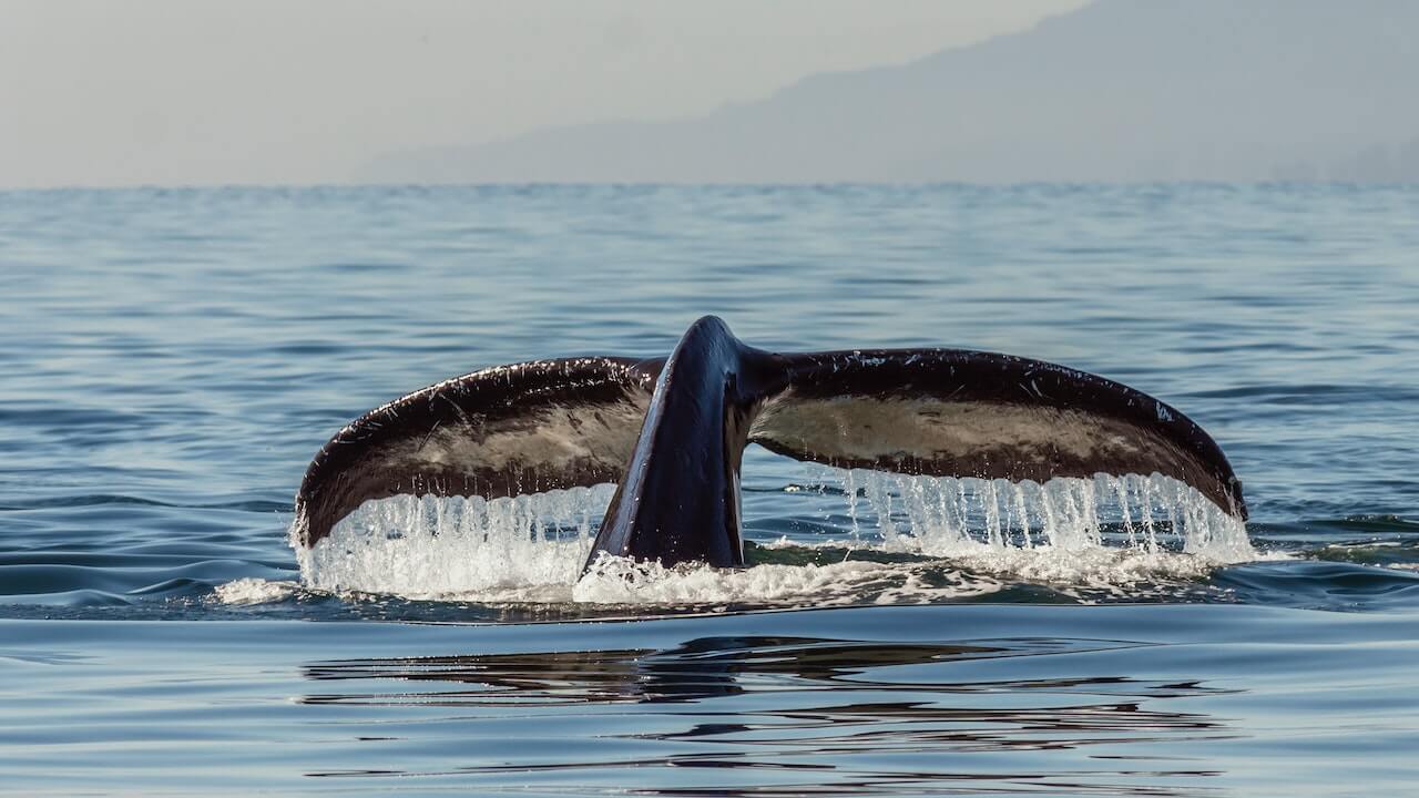 A humpback whale’s tail protrudes from the ocean’s surface