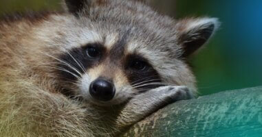 Raccoon on a tree branch