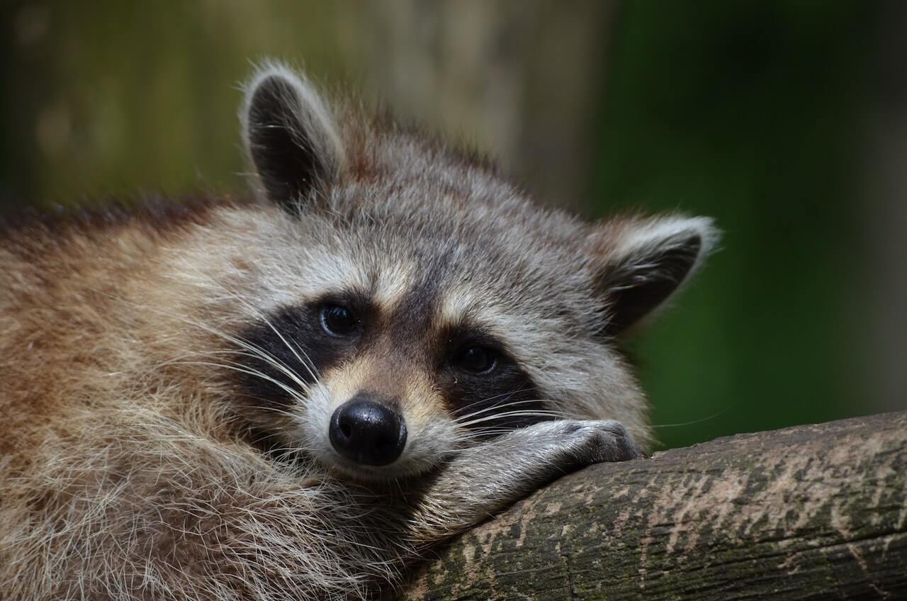 Raccon on a branch