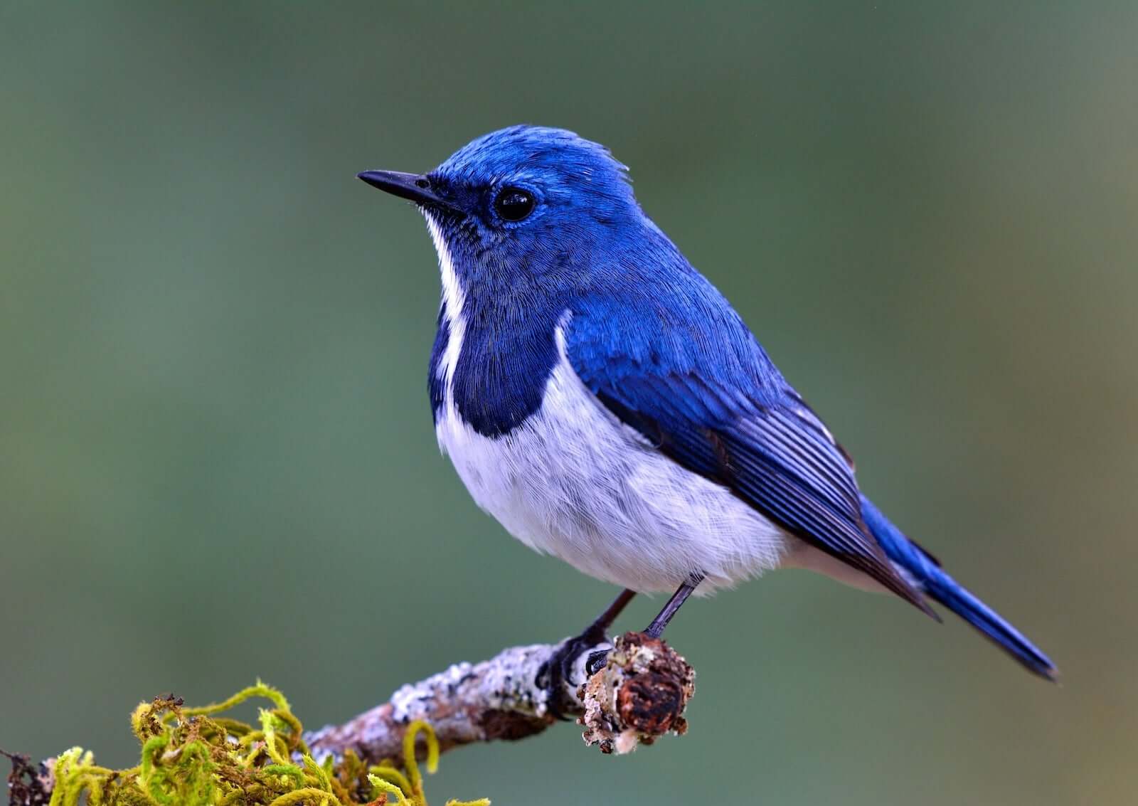 Image of a blue bird in the wild