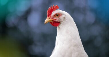 Chicken image