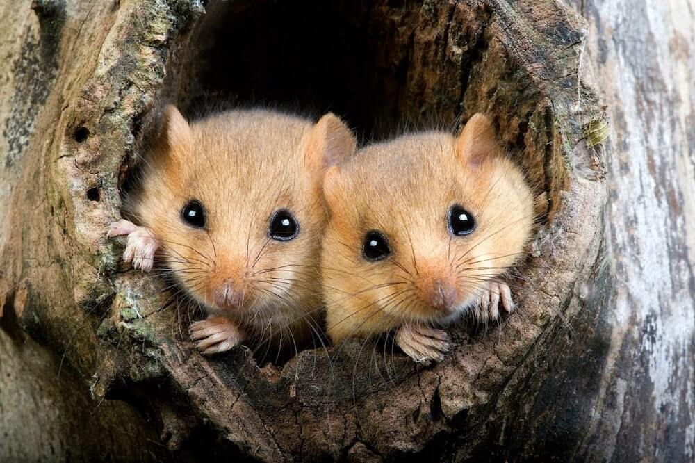 Image of two dormouse in the wild