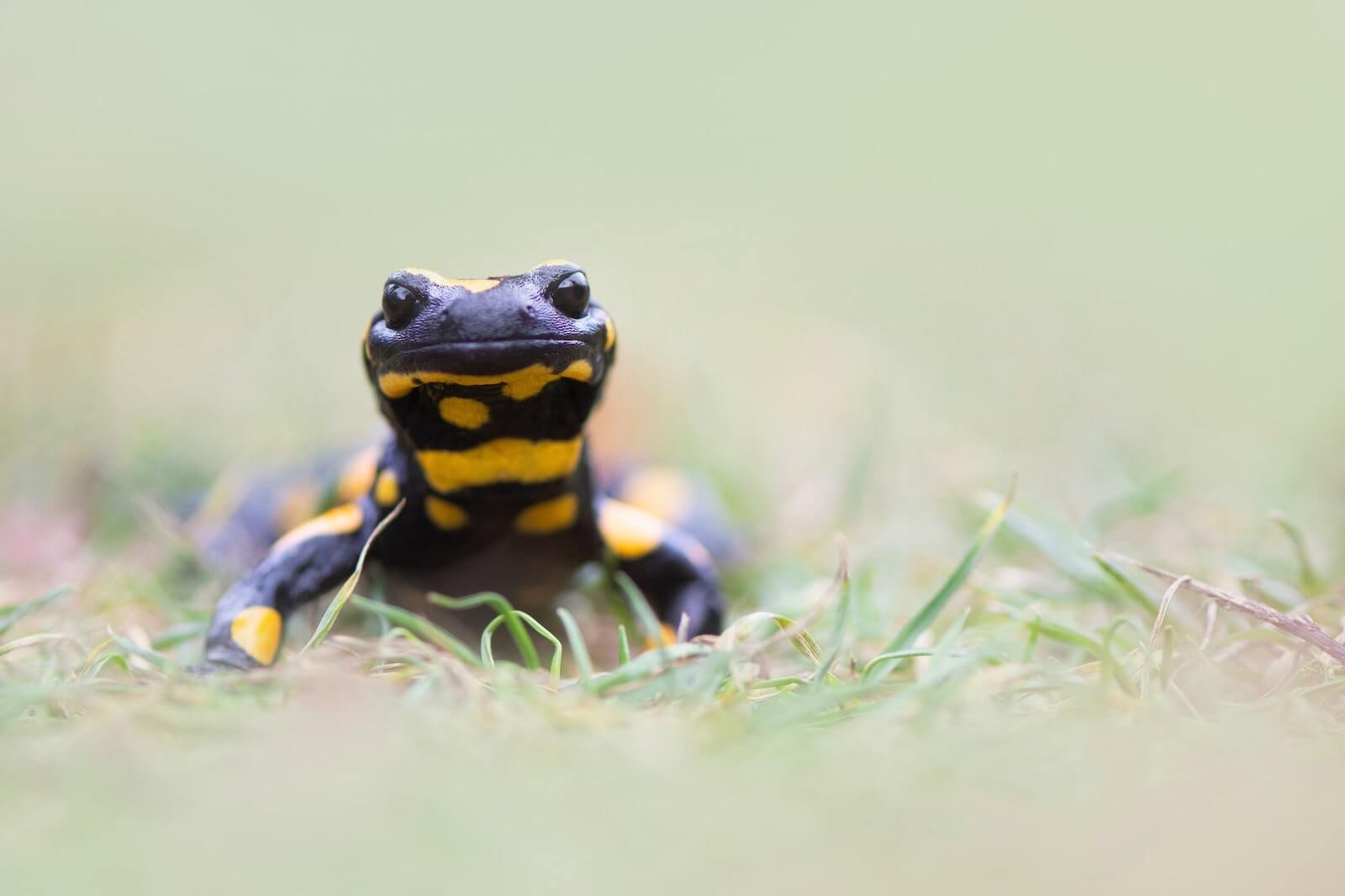 Image of a fire salamander in the wild