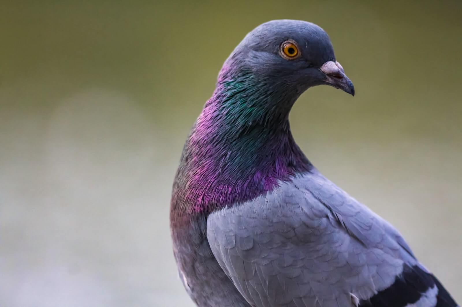 Image of a pigeon in the wild
