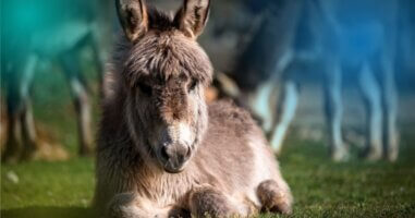 Image of a donkey