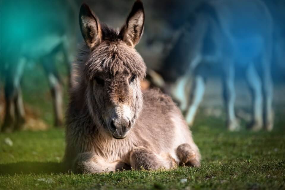 Image of a donkey