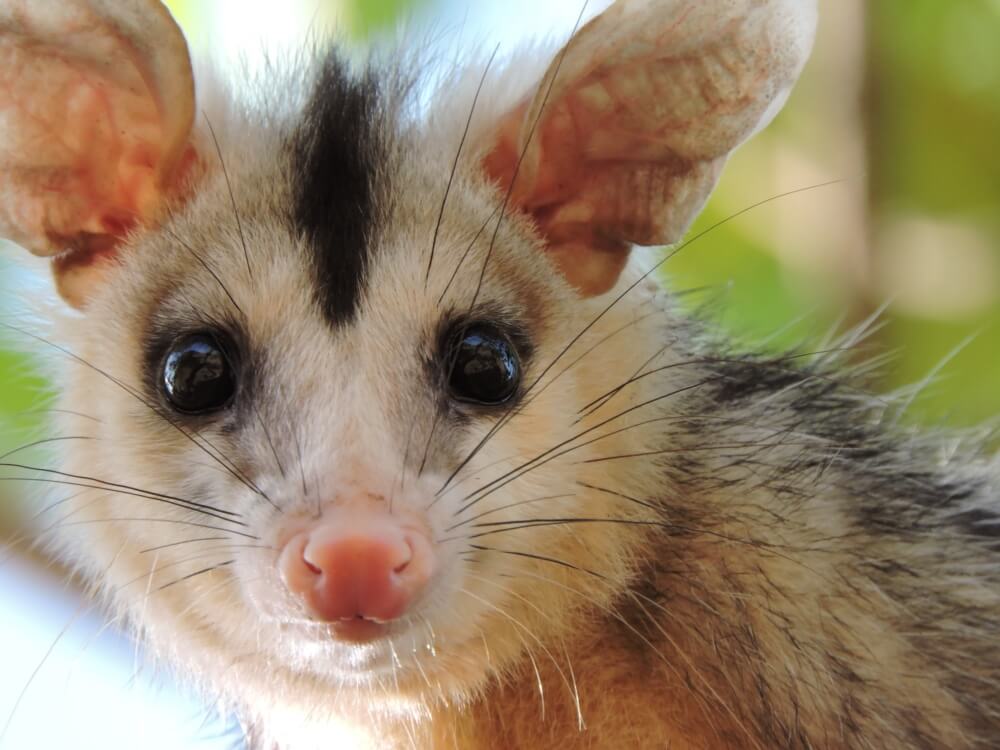 Image of a opossum