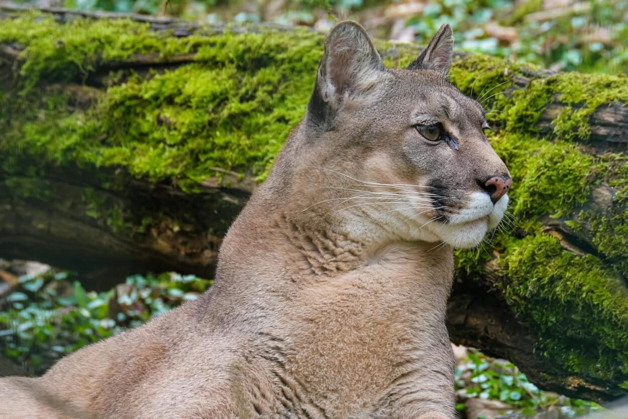 Image of a cougar