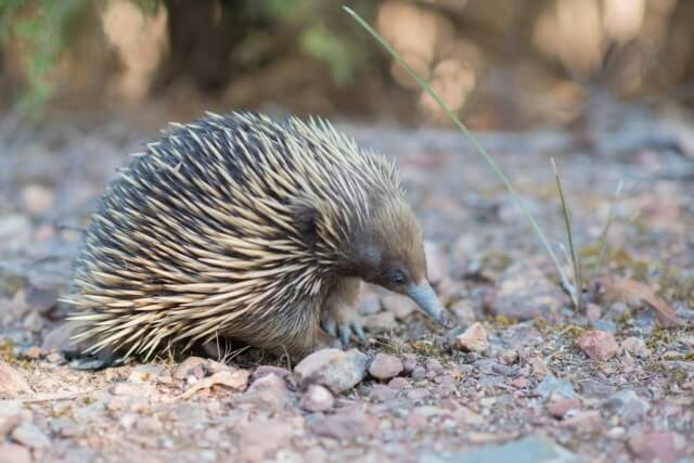 Image of a echidna