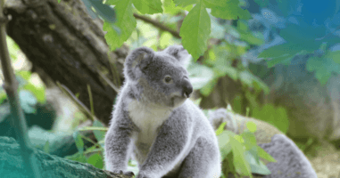 Image of a koala