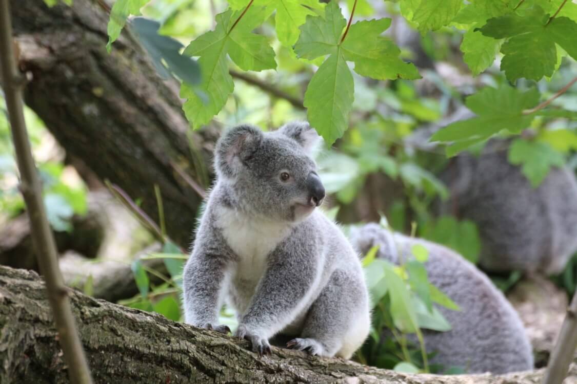 Image of a koala