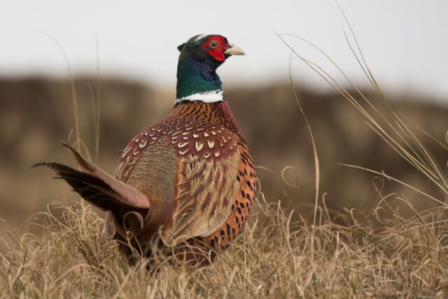 Image of a pheasant
