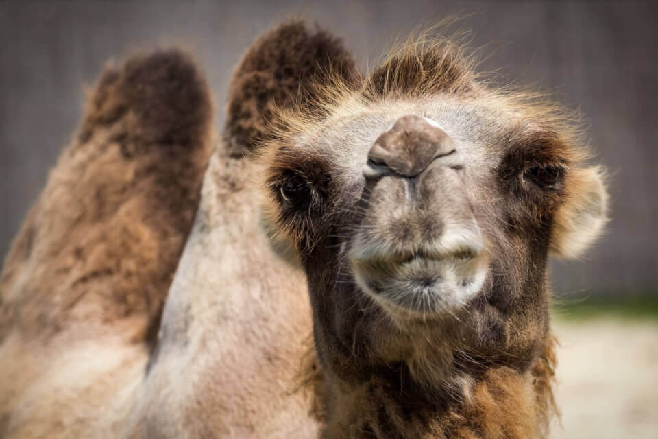 Image of a camel