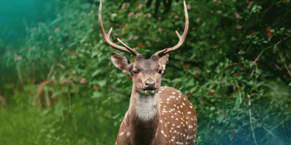 Image of a deer in nature