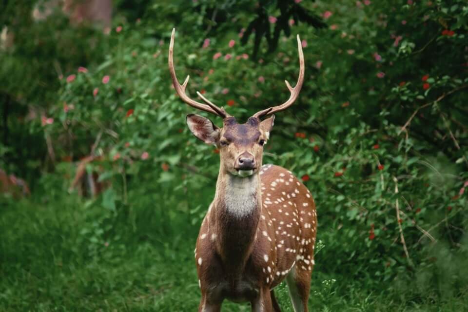 Image of a deer in nature