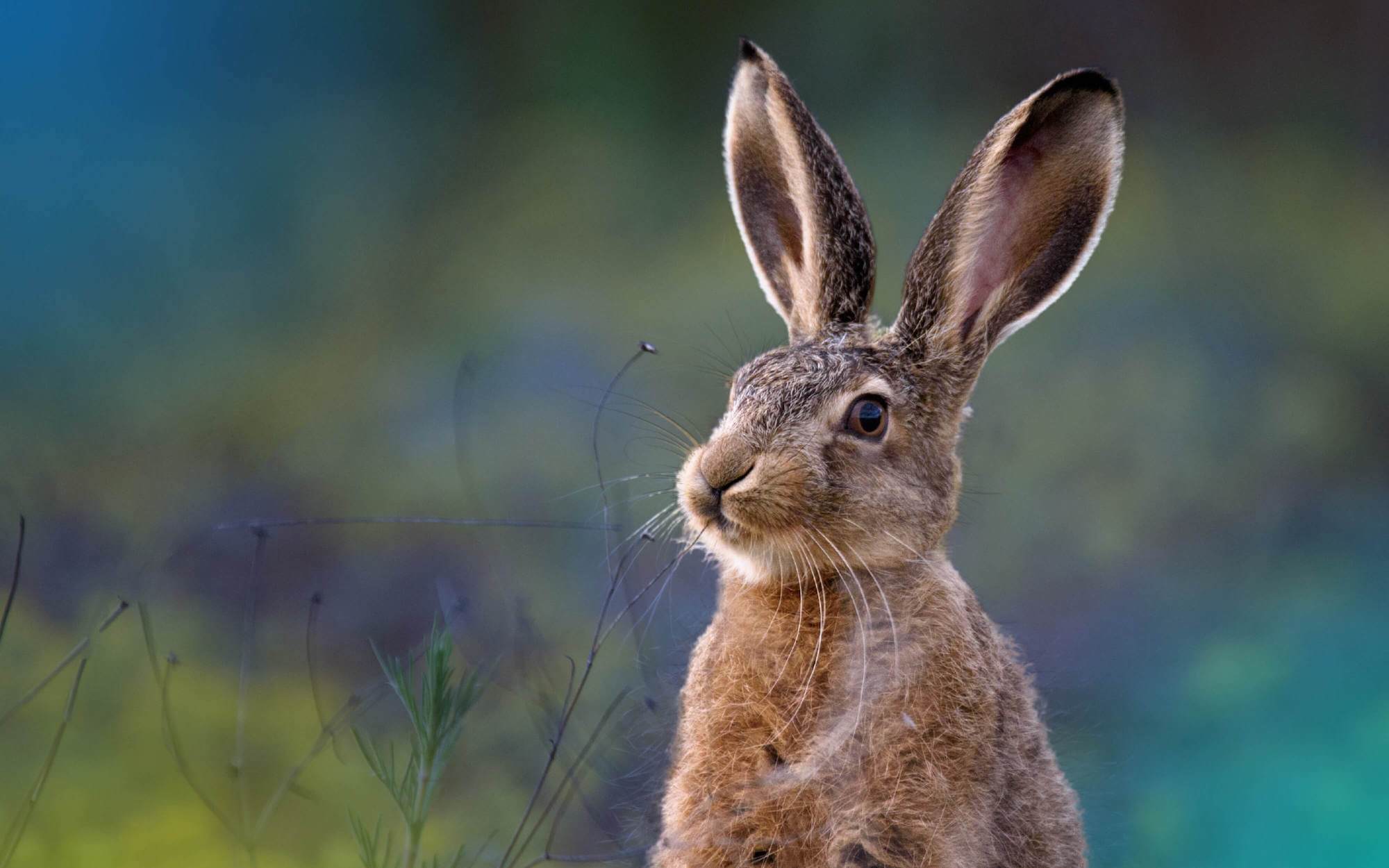 Image of a hare in nature