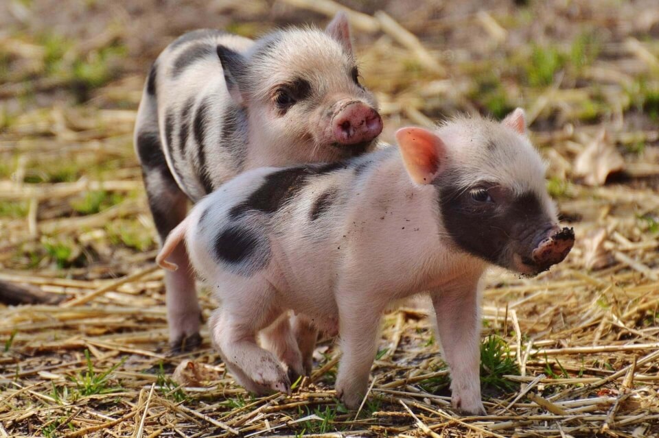 Image of two pigs